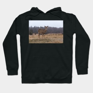 In a storm field Hoodie